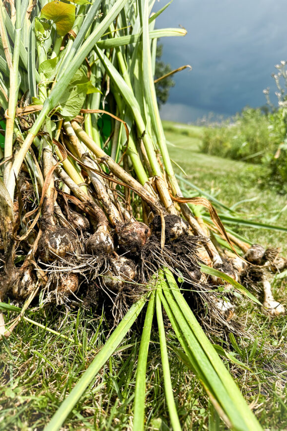 Garlic Bulbs