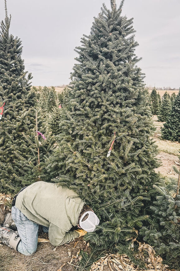 cutting down Christmas tree