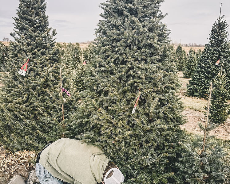 cutting down Christmas tree